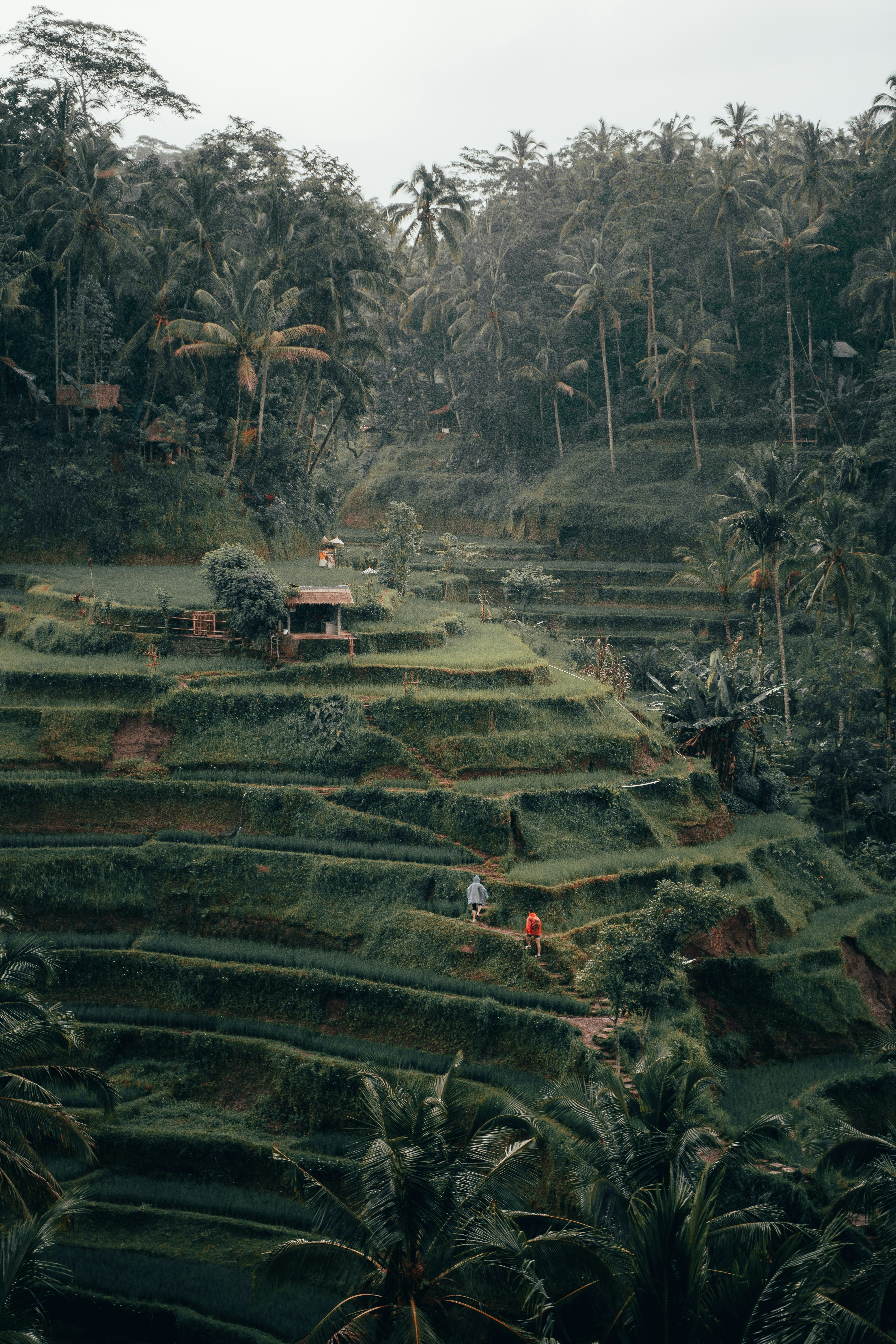 Rice terraces in Bali